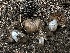  ( - HAY-F-005624)  @11 [ ] c (2023) Rudy Diaz Fungal Diversity Survey