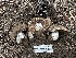  (Hebeloma sp. cohaerens-CA01 - HAY-F-005624)  @11 [ ] c (2023) Rudy Diaz Fungal Diversity Survey