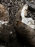  ( - HAY-F-005624)  @11 [ ] c (2023) Rudy Diaz Fungal Diversity Survey