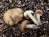  (Suillus kaibabensis - HAY-F-005627)  @11 [ ] c (2023) Rudy Diaz Fungal Diversity Survey
