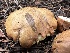 ( - HAY-F-005627)  @11 [ ] c (2023) Rudy Diaz Fungal Diversity Survey