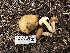  ( - HAY-F-005627)  @11 [ ] c (2023) Rudy Diaz Fungal Diversity Survey