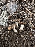  ( - HAY-F-005628)  @11 [ ] c (2023) Rudy Diaz Fungal Diversity Survey