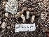  ( - HAY-F-005628)  @11 [ ] c (2023) Rudy Diaz Fungal Diversity Survey
