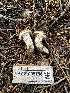  ( - HAY-F-005756)  @11 [ ] c (2023) Rudy Diaz Fungal Diversity Survey