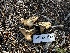  ( - HAY-F-005755)  @11 [ ] c (2023) Rudy Diaz Fungal Diversity Survey