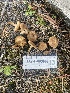  ( - HAY-F-003963)  @11 [ ] by-nc (2023) Grace Stark Fungal Diversity Survey