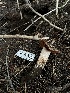  (Cortinarius sp. CA43 - HAY-F-006592)  @11 [ ] by-nc (2023) Aaron Tupac Fungal Diversity Survey