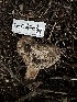 ( - HAY-F-006592)  @11 [ ] by-nc (2023) Aaron Tupac Fungal Diversity Survey