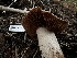  ( - HAY-F-006592)  @11 [ ] by-nc (2023) Aaron Tupac Fungal Diversity Survey