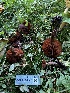  ( - HAY-F-006591)  @11 [ ] by-nc (2023) Aaron Tupac Fungal Diversity Survey