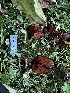  ( - HAY-F-006591)  @11 [ ] by-nc (2023) Aaron Tupac Fungal Diversity Survey
