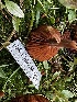  ( - HAY-F-006591)  @11 [ ] by-nc (2023) Aaron Tupac Fungal Diversity Survey
