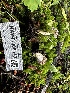 ( - HAY-F-006579)  @11 [ ] by-nc (2023) Aaron Tupac Fungal Diversity Survey