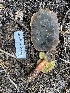  ( - HAY-F-003957)  @11 [ ] by-nc (2023) Grace Stark Fungal Diversity Survey