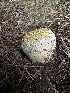  (Lycoperdaceae - HAY-F-005611)  @11 [ ] c (2023) Rudy Diaz Fungal Diversity Survey