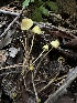  ( - HAY-F-005734)  @11 [ ] c (2023) Rudy Diaz Fungal Diversity Survey