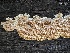  ( - HAY-F-005731)  @11 [ ] c (2023) Rudy Diaz Fungal Diversity Survey
