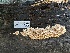  ( - HAY-F-005731)  @11 [ ] c (2023) Rudy Diaz Fungal Diversity Survey