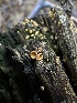 ( - HAY-F-005735)  @11 [ ] c (2023) Rudy Diaz Fungal Diversity Survey