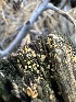  ( - HAY-F-005735)  @11 [ ] c (2023) Rudy Diaz Fungal Diversity Survey