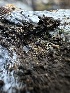  ( - HAY-F-005732)  @11 [ ] c (2023) Rudy Diaz Fungal Diversity Survey