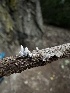 ( - HAY-F-005738)  @11 [ ] c (2023) Rudy Diaz Fungal Diversity Survey