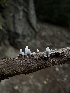  (Xylaria sp. CA02 - HAY-F-005738)  @11 [ ] c (2023) Rudy Diaz Fungal Diversity Survey
