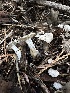  ( - HAY-F-005728)  @11 [ ] c (2023) Rudy Diaz Fungal Diversity Survey