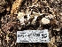  ( - HAY-F-005728)  @11 [ ] c (2023) Rudy Diaz Fungal Diversity Survey