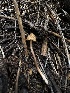  (Conocybe sp. PNW13 - HAY-F-005602)  @11 [ ] c (2023) Rudy Diaz Fungal Diversity Survey