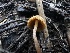  ( - HAY-F-005602)  @11 [ ] c (2023) Rudy Diaz Fungal Diversity Survey