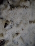  ( - HAY-F-003482)  @11 [ ] by-nc (2023) Sadie Hickey Fungal Diversity Survey