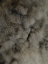  ( - HAY-F-003482)  @11 [ ] by-nc (2023) Sadie Hickey Fungal Diversity Survey