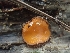  ( - HAY-F-003486)  @11 [ ] by-nc (2023) Sadie Hickey Fungal Diversity Survey