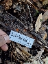 ( - HAY-F-003486)  @11 [ ] by-nc (2023) Sadie Hickey Fungal Diversity Survey