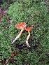  ( - HAY-F-003815)  @11 [ ] by-nc (2023) Sadie Hickey Fungal Diversity Survey