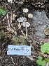 ( - HAY-F-003795)  @11 [ ] by-nc (2023) Grace Stark Fungal Diversity Survey