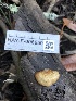 ( - HAY-F-006650)  @11 [ ] by-nc (2023) Dean Lyons Fungal Diversity Survey