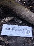  ( - HAY-F-006648)  @11 [ ] by-nc (2023) Dean Lyons Fungal Diversity Survey