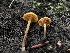  ( - HAY-F-006647)  @11 [ ] by-nc (2023) Dean Lyons Fungal Diversity Survey
