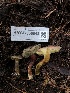  ( - HAY-F-006643)  @11 [ ] by-nc (2023) Dean Lyons Fungal Diversity Survey