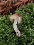  (Neohygrocybe - HAY-F-006638)  @11 [ ] by-nc (2023) Dean Lyons Fungal Diversity Survey