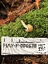  ( - HAY-F-006638)  @11 [ ] by-nc (2023) Dean Lyons Fungal Diversity Survey