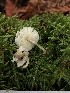  (Leucoagaricus melanotrichus - HAY-F-006637)  @11 [ ] by-nc (2023) Dean Lyons Fungal Diversity Survey