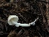  (Leucoagaricus sp. rubrotinctoides-PNW04 - HAY-F-006634)  @11 [ ] by-nc (2023) Dean Lyons Fungal Diversity Survey