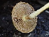  ( - HAY-F-006649)  @11 [ ] by-nc (2023) Dean Lyons Fungal Diversity Survey