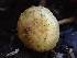  ( - HAY-F-006649)  @11 [ ] by-nc (2023) Dean Lyons Fungal Diversity Survey