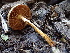  ( - HAY-F-006649)  @11 [ ] by-nc (2023) Dean Lyons Fungal Diversity Survey