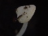  ( - HAY-F-006648)  @11 [ ] by-nc (2023) Dean Lyons Fungal Diversity Survey